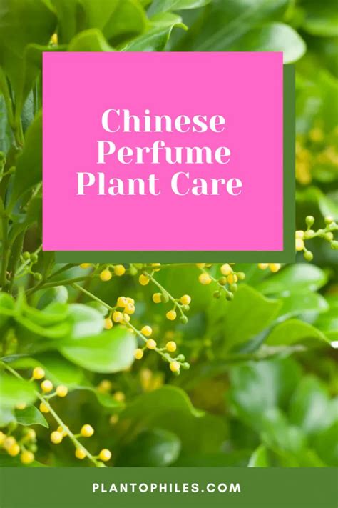 chinese perfume plant care|summer perfume plant roots.